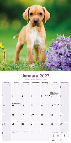 Pointer Kalender 2027