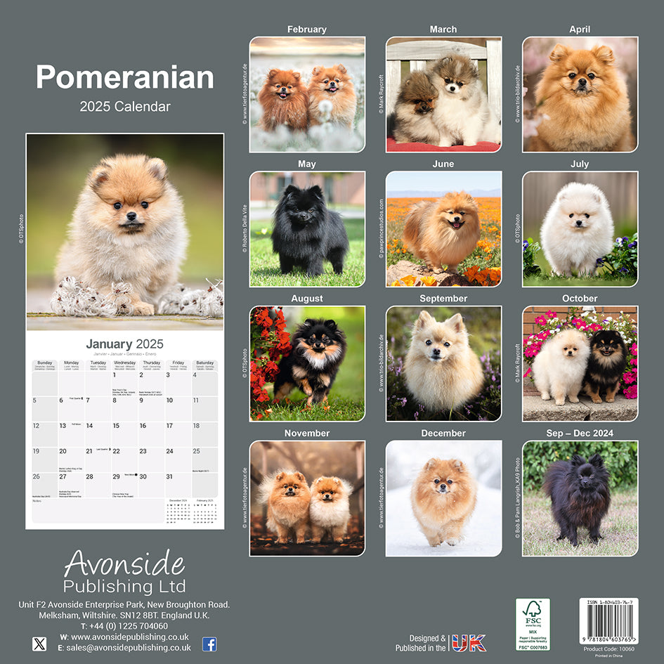 Pomeranian Kalender 2025 De Kalenderman