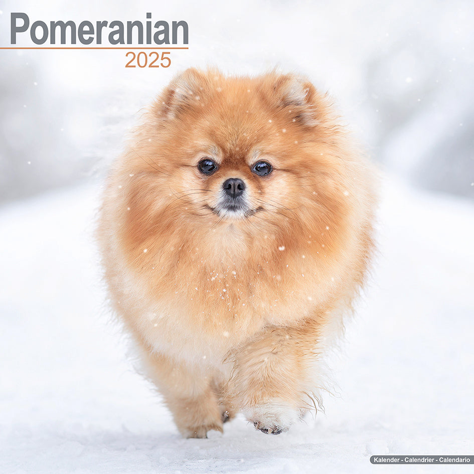Pomeranian Kalender 2025 De Kalenderman