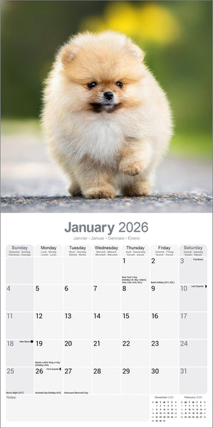 Pomeranian Kalender 2026