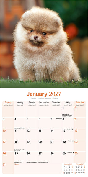 Pomeranian Kalender 2027