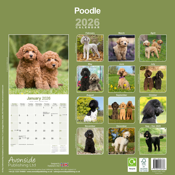 Poodle Kalender 2026