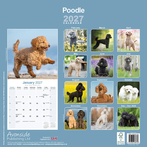 Poodle Kalender 2027
