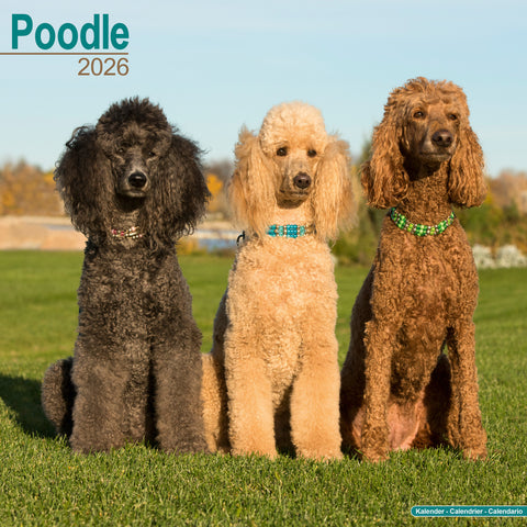 Poodle Kalender 2026