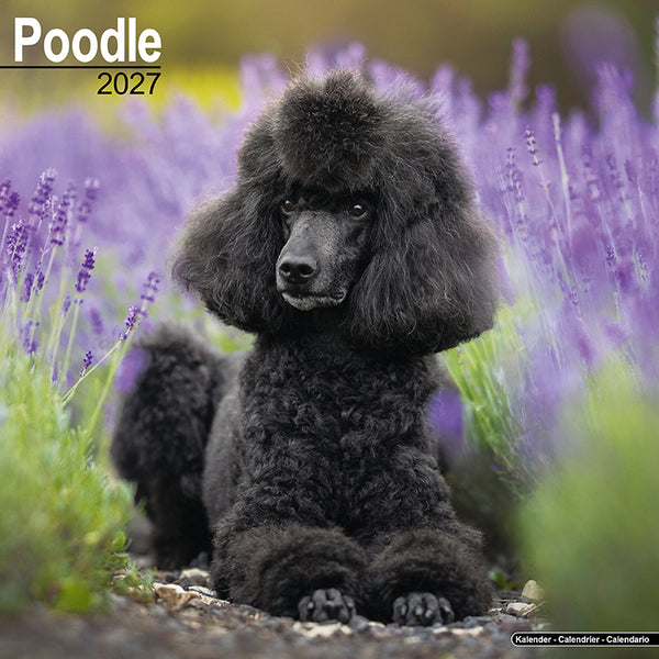 Poodle Kalender 2027