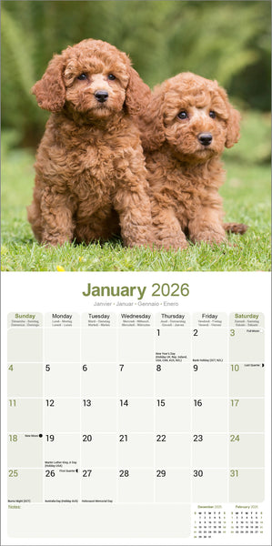 Poodle Kalender 2026