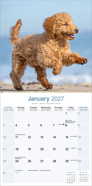 Poodle Kalender 2027