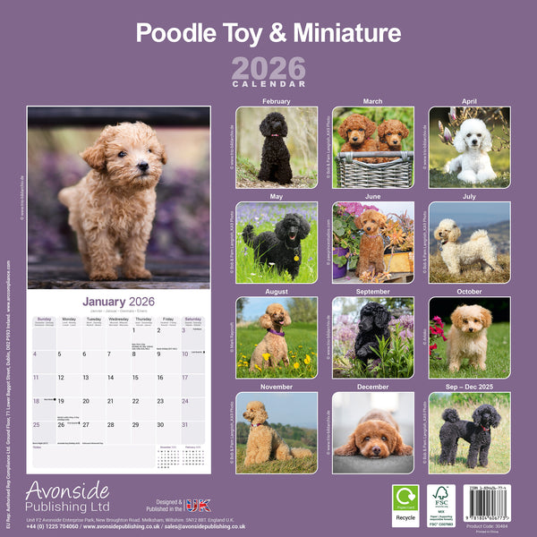 Poodle Toy & Miniature Kalender 2026