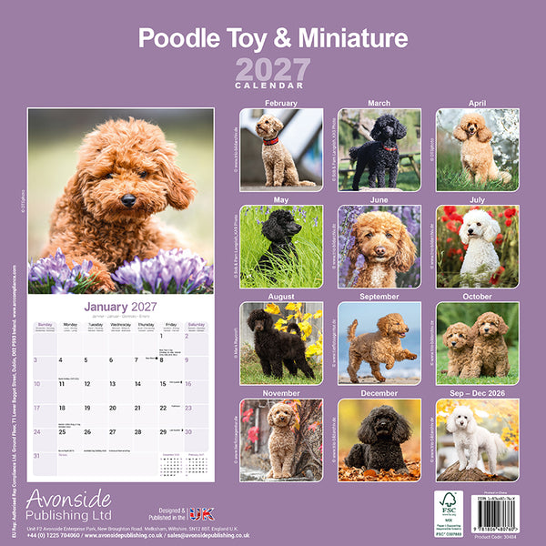 Poodle Toy & Miniature Kalender 2026