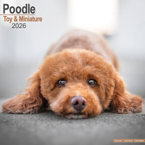 Poodle Toy & Miniature Kalender 2026