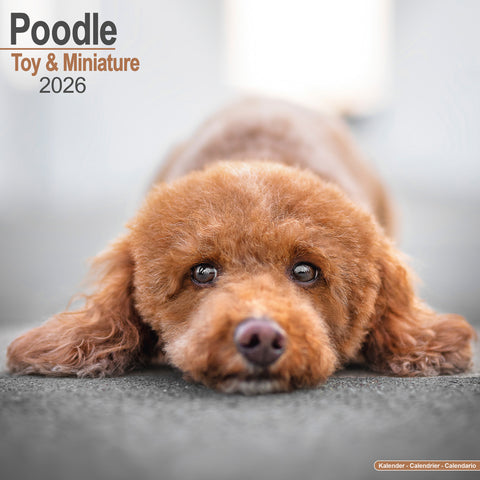 Poodle Toy & Miniature Kalender 2026