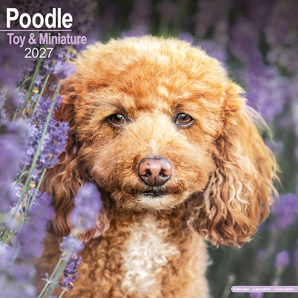 Poodle Toy & Miniature Kalender 2026