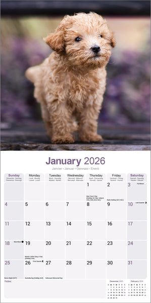 Poodle Toy & Miniature Kalender 2026