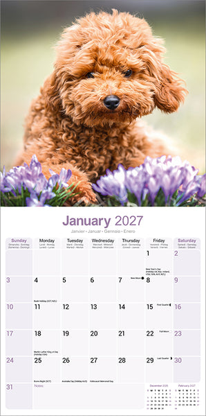 Poodle Toy & Miniature Kalender 2026