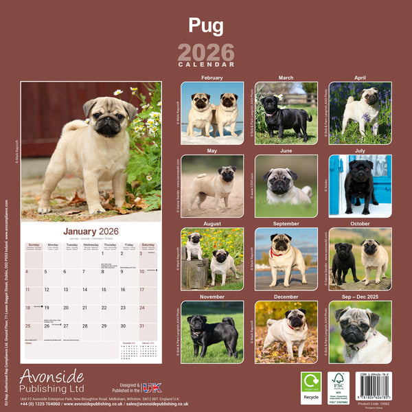 Pug Kalender 2026