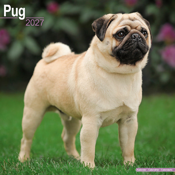 Pug Kalender 2027