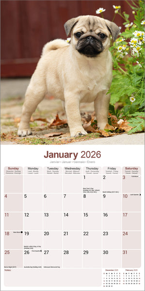 Pug Kalender 2026