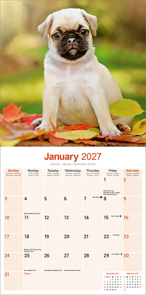 Pug Kalender 2027