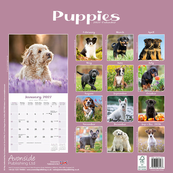 Puppies Kalender 2027