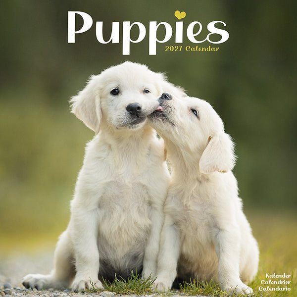 Puppies Kalender 2027