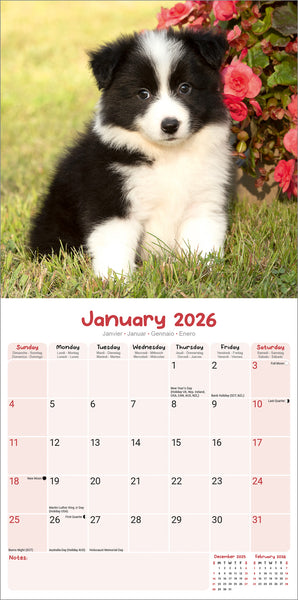 Puppies Kalender 2026