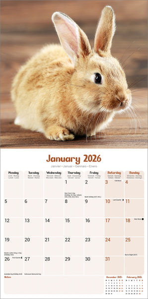 Rabbits Kalender 2026