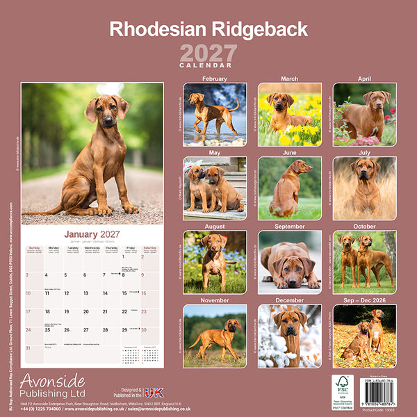 Rhodesian Ridgeback Kalender 2027