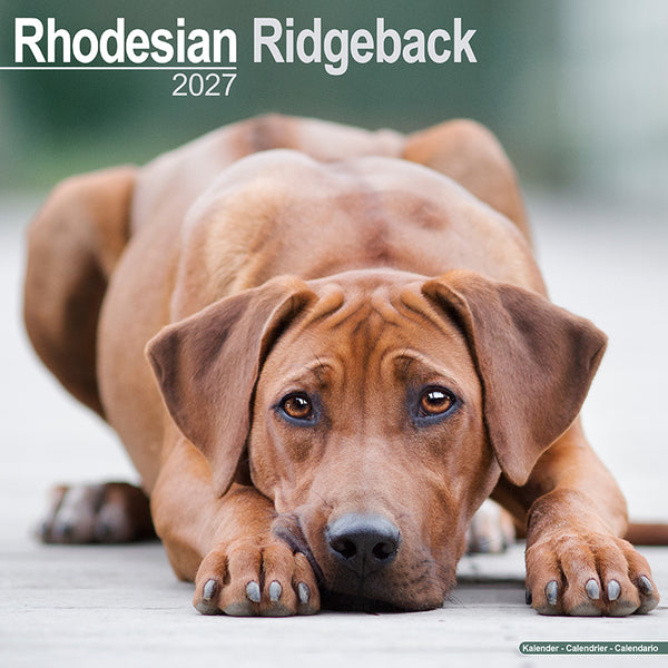 Rhodesian Ridgeback Kalender 2027