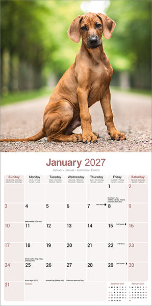 Rhodesian Ridgeback Kalender 2027