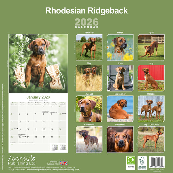 Rhodesian Ridgeback Kalender 2026