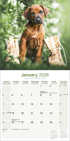 Rhodesian Ridgeback Kalender 2026