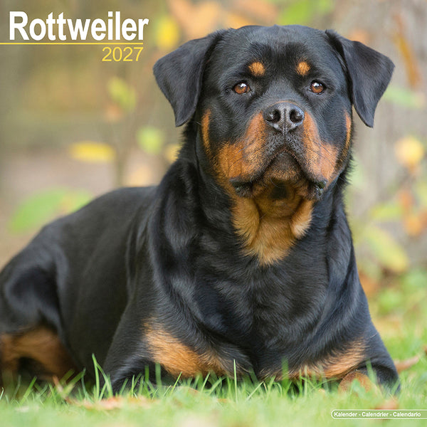 Rottweiler Kalender 2027
