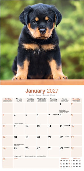 Rottweiler Kalender 2027