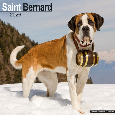 Saint Bernard Kalender 2026