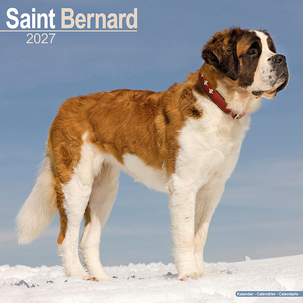 Saint Bernard Kalender 2027