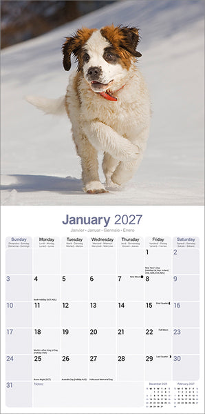 Saint Bernard Kalender 2027