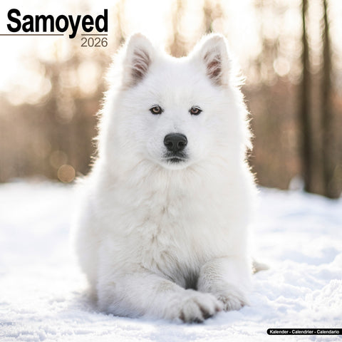 Samoyed Kalender 2026