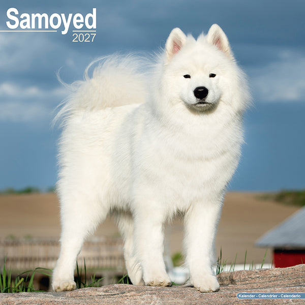 Samoyed Kalender 2027