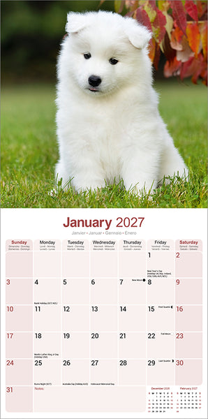 Samoyed Kalender 2027