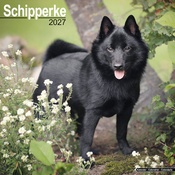 Schipperke Kalender 2027