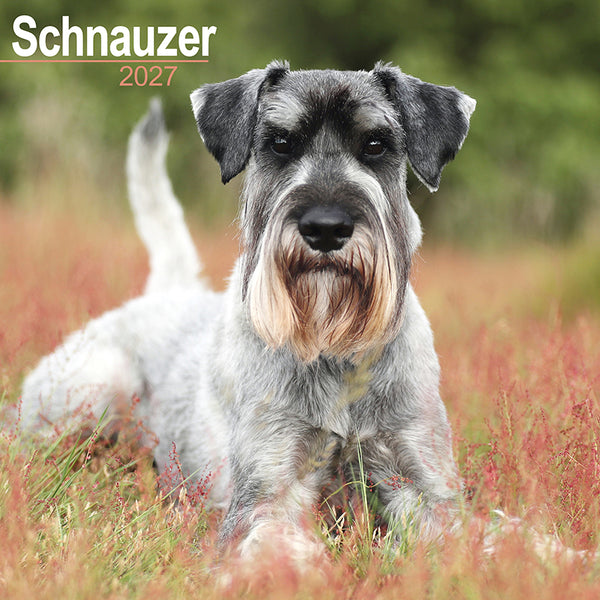 Schnauzer Kalender 2027