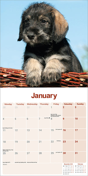 Schnauzer Kalender 2027