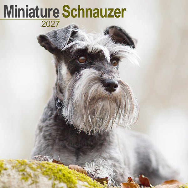 Miniature Schnauzer Kalender 2027