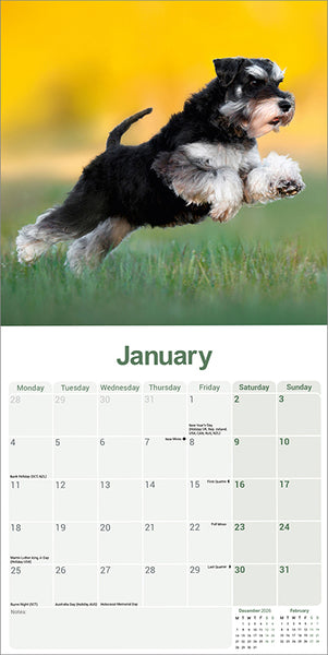 Miniature Schnauzer Kalender 2027
