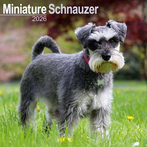 Miniature Schnauzer Kalender 2026
