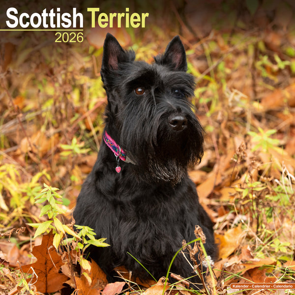 Scottisch Terrier Kalender 2026