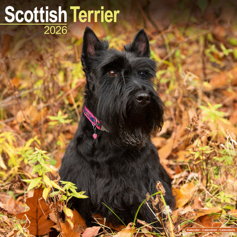 Scottisch Terrier Kalender 2026