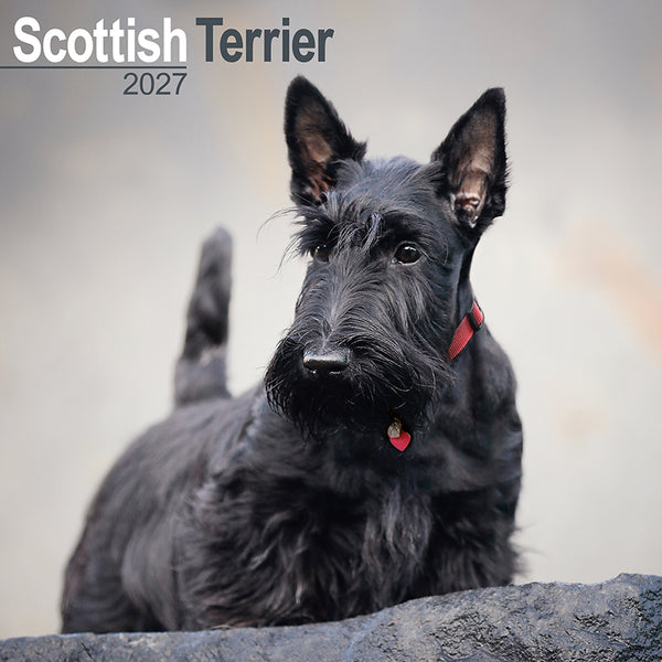 Scottisch Terrier Kalender 2027