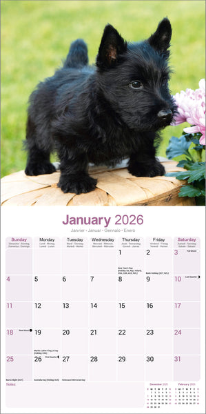 Scottisch Terrier Kalender 2026