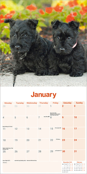 Scottisch Terrier Kalender 2027